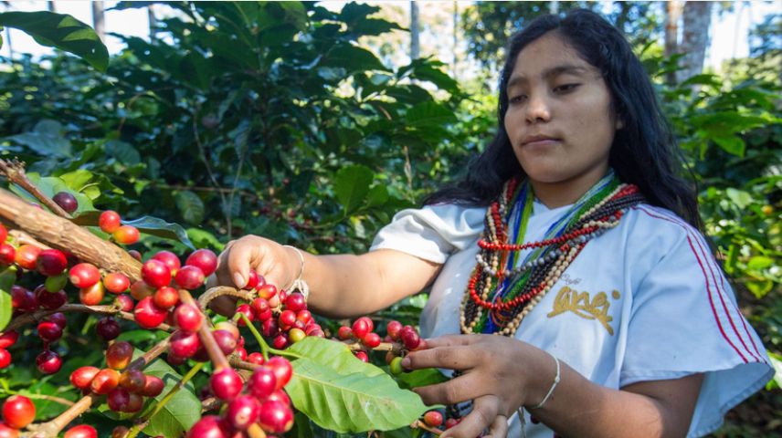Ce café colombien révèle un profil aromatique élégant, marqué par des notes de pomme, de chocolat et de pêche. Cultivé en altitude et issu de la variété Bourbon, le WEP Anei offre une tasse acidulée, aromatique et naturellement sucrée.