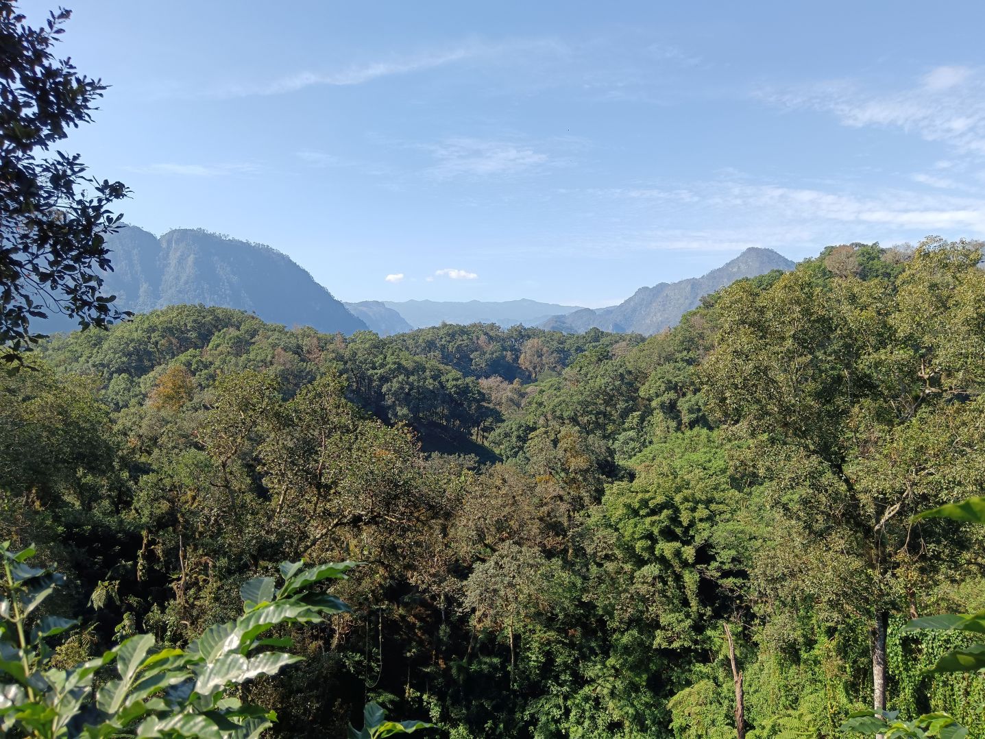 Ce café Arabica du Mexique révèle toute la richesse de son terroir à travers une tasse équilibrée et expressive.